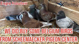 Pigeon Event | EXPO Houten | We Buy Some Belgium Birds From Scheemaecker PigeonCenter |