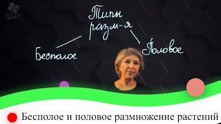 Бесполое и половое размножение растений. 7 класс.