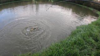 Pêche au leurre en étang