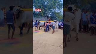 Bull #bull #naraharipuram
