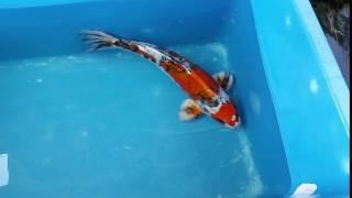 16" Yamato Nishiki Koi Carp fish for sale @ love aquatics