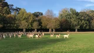 Fenton Part 2 - Dog chases deer in Richmond Park, London