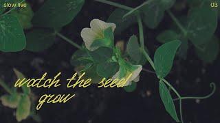 Enjoying growing peas on my balcony. Silent vlog.