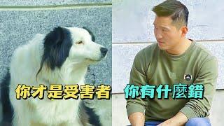 邊牧帶領4隻狗造反圍攻訓犬師，誰知罪魁禍首竟是女主人，他抽絲剝繭解決問題，最後還意外收穫一隻絕世好狗