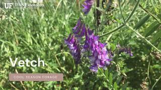 Overview of Vetch