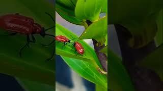 Red Lily Beetle