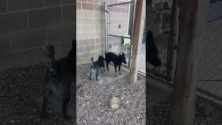 Video of adoptable pet named Cynda Cinderella 60791