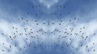 Flock of Storks flying over the Chernivtsi National University