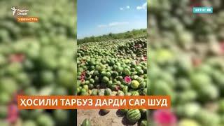 Дар Узбекистон ҳосили тарбуз дарди сар шуд