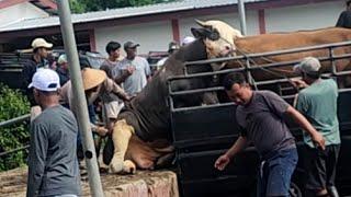 KUMPULAN SAPI NGAMUK GALAK NGAMUK WARUNG MASUK GALIAN 