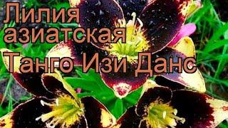 Лилия азиатская (lilium asiatic easy dance)  азиатская лилия обзор: как сажать, луковицы лилии