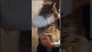 Наши счастливые истории: кот Саймон - Толстяк