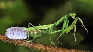 How to Mother Mantis laying eggs on the tree? _ Ivm reptile story