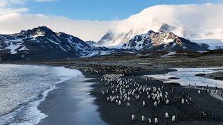 St Andrew's Bay - The Largest King Penguin Colony on the Planet | Travel | Robert E Fuller