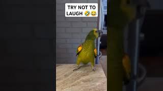 TRY NOT TO LAUGH  Best funny video Shorts #viralvideo #funny #funnyvideos #shorts #viralreels