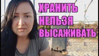 Как сохранить саженцы малины и ежевики до весны