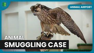 Handling Exotic Pets at Heathrow! - Animal Airport