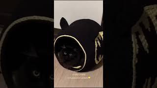 Люси ‍⬛понравился домик. Ручная работа из трикотажной пряжи #кот #домикдлякошки #лежанка #бэтмен