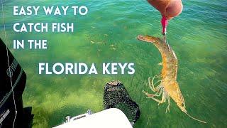 How to Catch Fish Easily in The Florida Keys with Live Shrimp and Chum