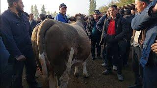 Tergachi mol bozori sigirlar narhlari bilan tanishing 8.11.2024yil