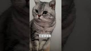 小猫