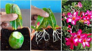 How to propagation adenium tree from adenium leaves || using lemon fruit for rooting hormone