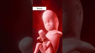  Witness the incredible journey of fetal growth.