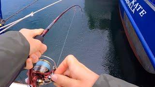 Harbour Fishing Around Gnarly Structure!!!