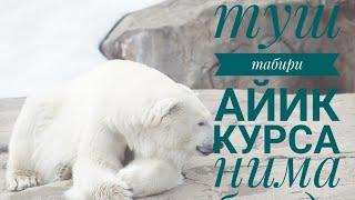 ТУШ ТАБИРИ АЙИҚ курса нима булади #рек#