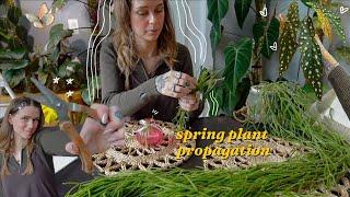 taking my spring plant propagations ️ major trims and creating fuller houseplants! 