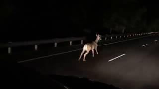 Nilgai / Blue bull joined us on highway