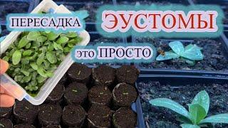 КАК ПЕРЕСАДИТЬ, ЧЕМ И КОГДА КОРМИТЬ, ПОЛИВ И ОПРЫСКИВАНИЕ - всё о выращивании ЭУСТОМЫ