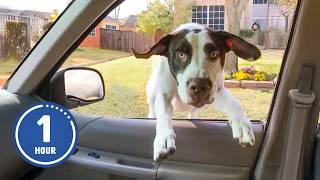 HILARIOUS Dogs Being Weird  | 60 Minutes Of Funny Dog Videos