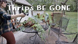 down with thrips!!! | treating my entire plant collection for thrips