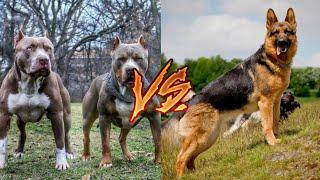 Питбуль против Немецкая овчарка. Pitbull vs German shepherd