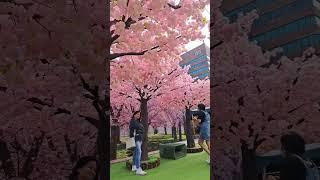 #CHERRY  BLOSSOMS  OF HONGKONG