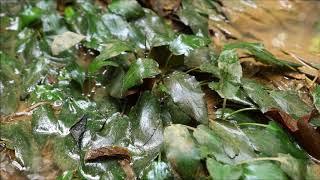 Cryptocoryne ferruginea var  ferruginea in West Kalimantan  -DIscoveryPlanet-