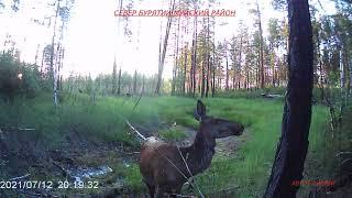 СЕВЕР БУРЯТИИ МУЙСКИЙ РАЙОН ТИХАЯ ОХОТА ТАЙГА NORTH OF BURYATIA MUISKY DISTRICT QUIET HUNTING TAIGA