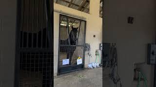 Stallion Flirting with the Mares at the Stallion Station - AP Beauregard