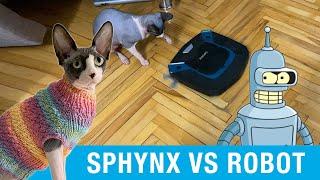 Sphynx cat versus robot vacuum cleaner!