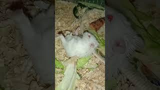 New Cute Hamster #hamster#ytc#sfy#short