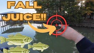 NEVER Pass THIS Up While Bass Fishing In The FALL!!