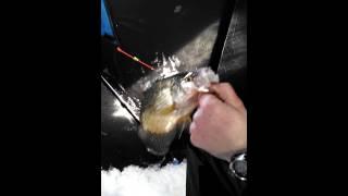 Northcountry Crappie Triple...