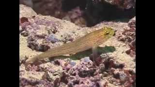 © Рыбы Черного моря. Златоглавый бычок (Gobius xanthocephalus) - 01 // Video Dr.  Oleg Kovtun