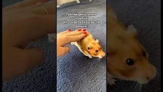 Готовы?) #hamsterkombat #лакиджет #топ #меллстроймоменты