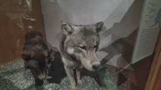 Northern Museum Of Fairbanks, Alaska