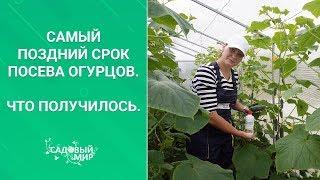 Ура! Будем есть свежие огурцы до октября! Эксперимент удался