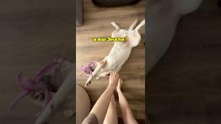 Лосьон для ушей 250104391 #лабрадор #собаки #уходзасобакой #шампуньдлясобак #лабрик
