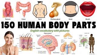 Master 150 Human Body Parts in English with Pictures | English vocabulary with Pictures |