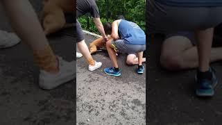 Snakeyez Videos:BROOKLYN DOG FIGHT...FORT GREENE PARK...